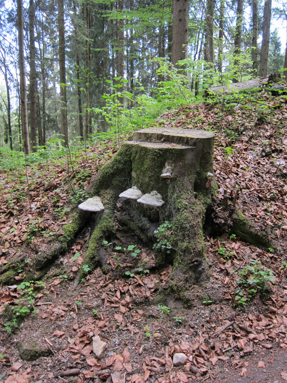 Wiessee_227