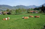 Wiessee_314
